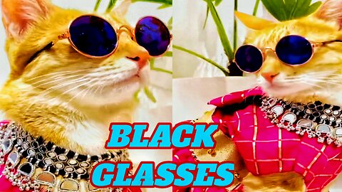 New Funny Fashionable Cat 🐱🤣 FUNNY animals VIDEOS 2023 🐱🐶