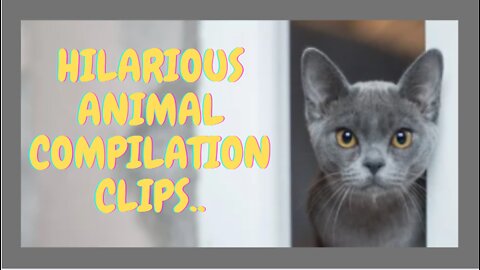 Hilarious animal compilation clips