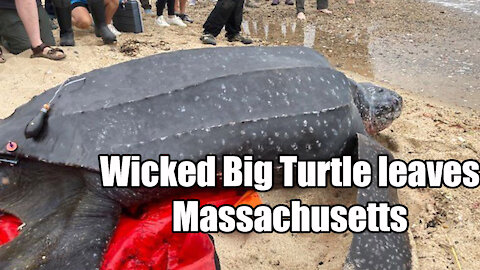 Massachusetts Wicked big Turtle Rescued News Of The Bizarre