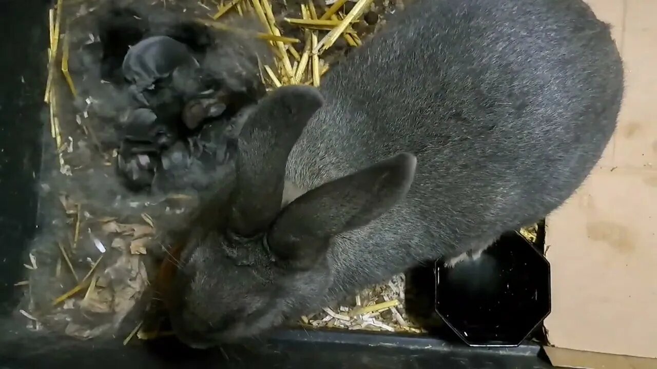 RABBIT KITS: Mini Rex 3 days old Blue Vienna 5 days old. Baby konijntjes 3 en 5 dagen oud.