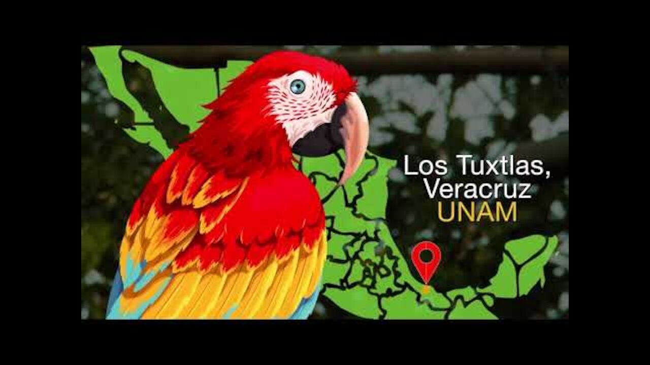 In Mexico there are less than 200 scarlet macaws in the wild