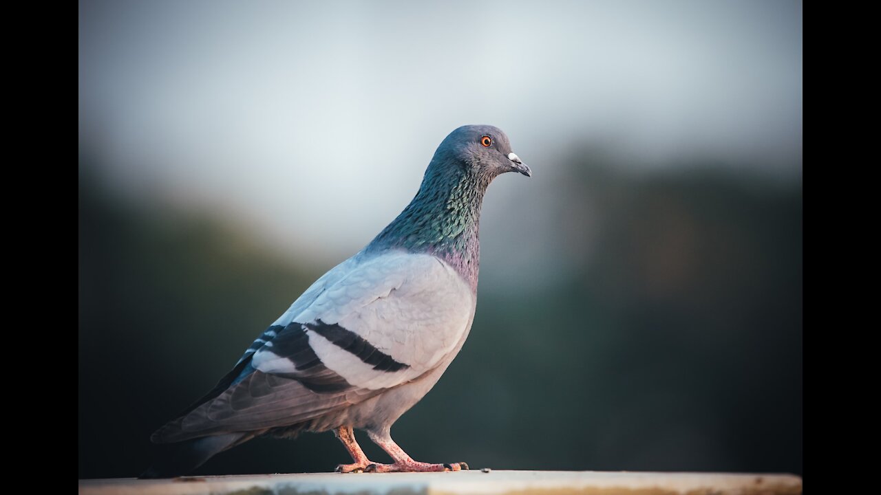 Pigeons in my House