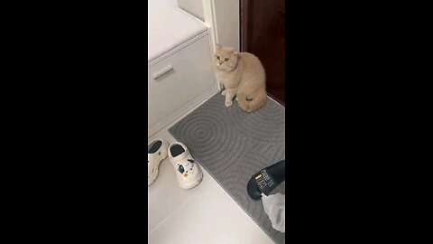 funny videos