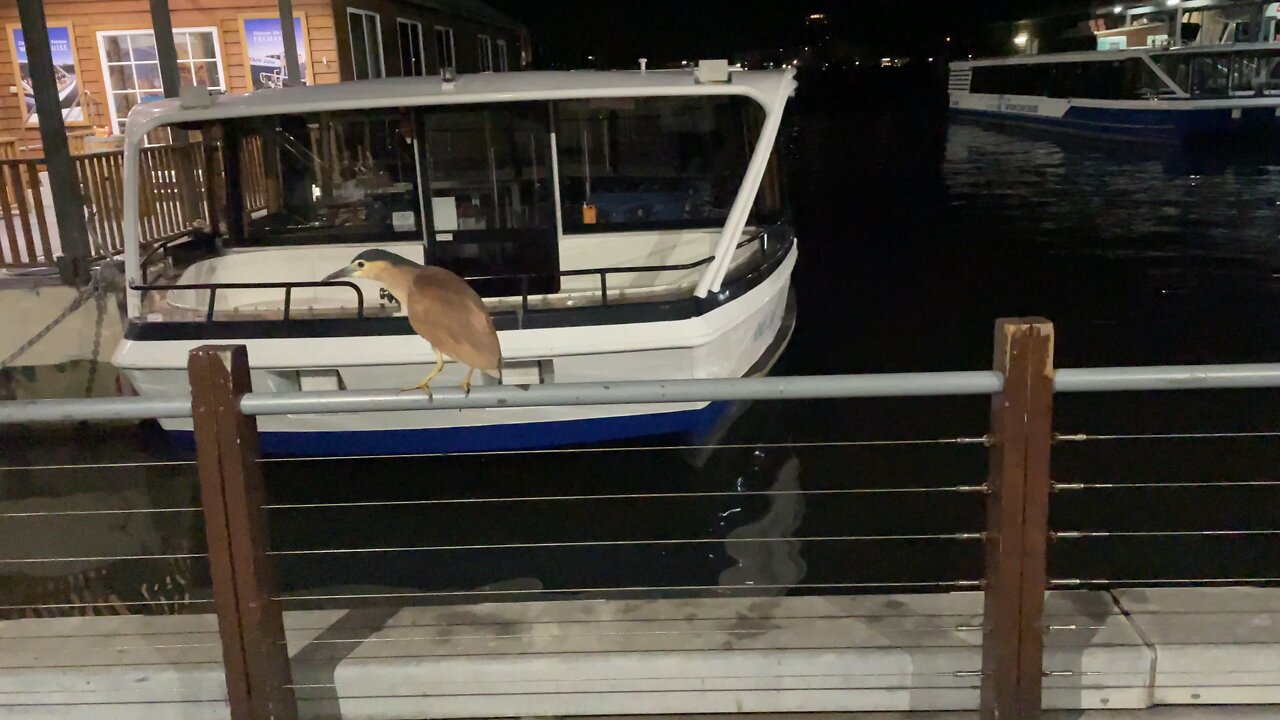 Fly Fly Away