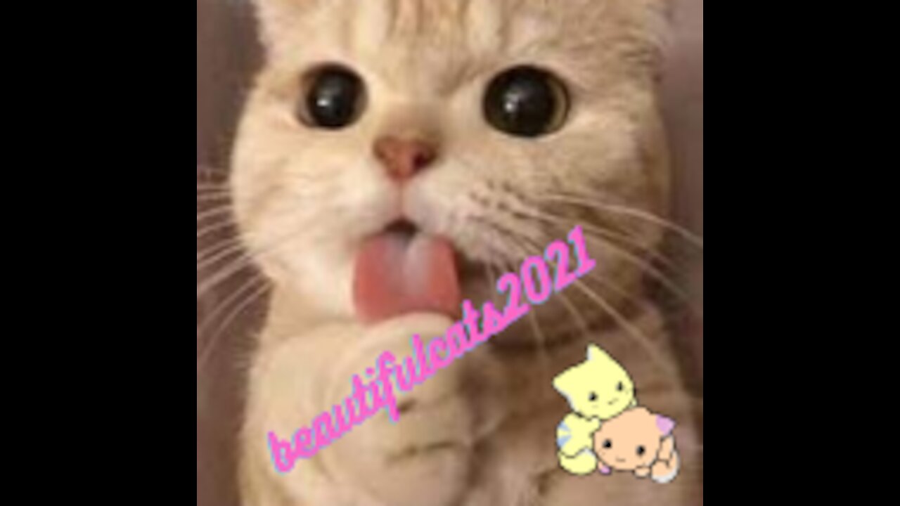 beautiful very cute cats this cat will charm you