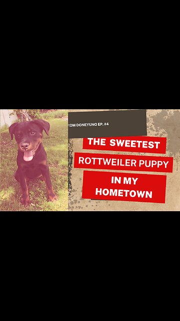 Top Female Rottweiler Puppy