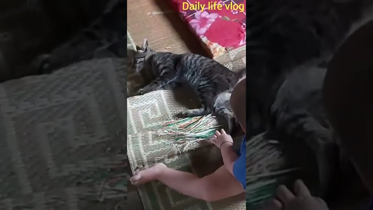 oh my god boy and cat