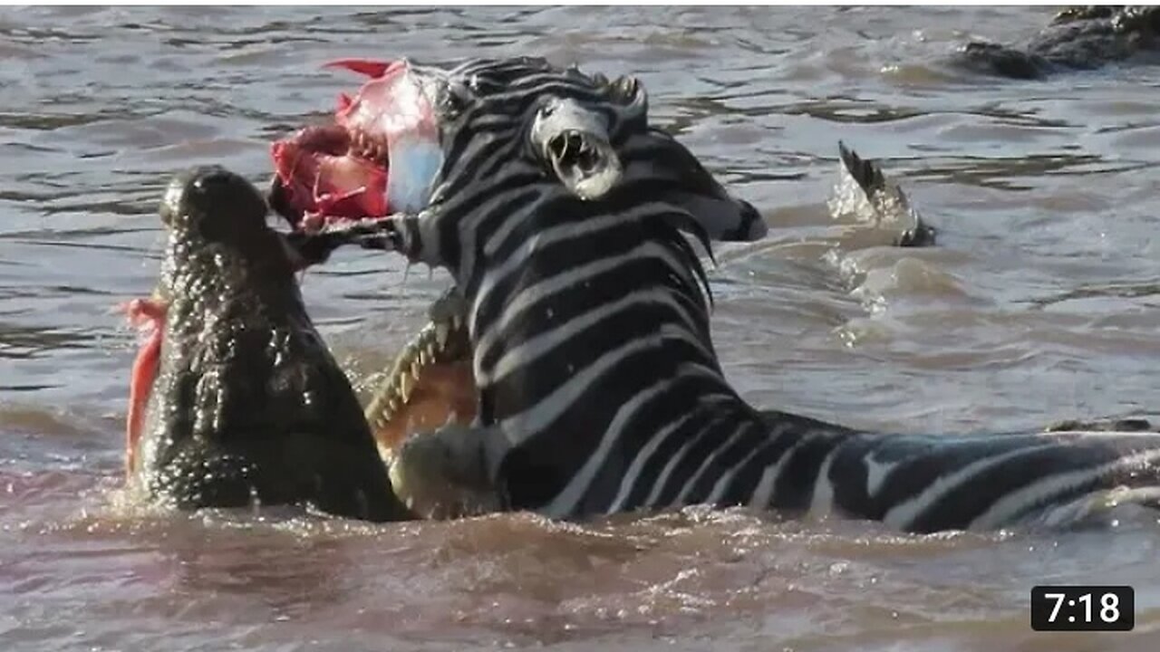 Zebra's face ripped off by crocodiles crossing Mara river on Safari in Kenya