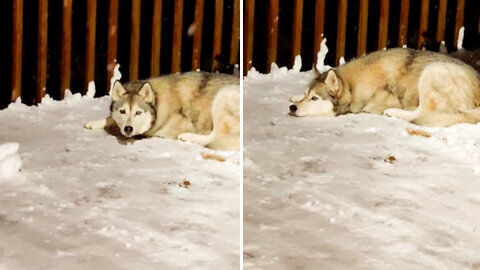 Siberian Husky wants to sit outdoors in snowfall during cold weather