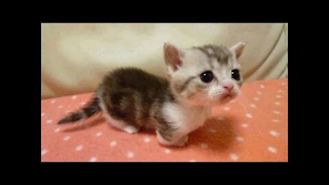 OMG So Cute Cats ♥ Best Funny Cat Videos 2021 #3