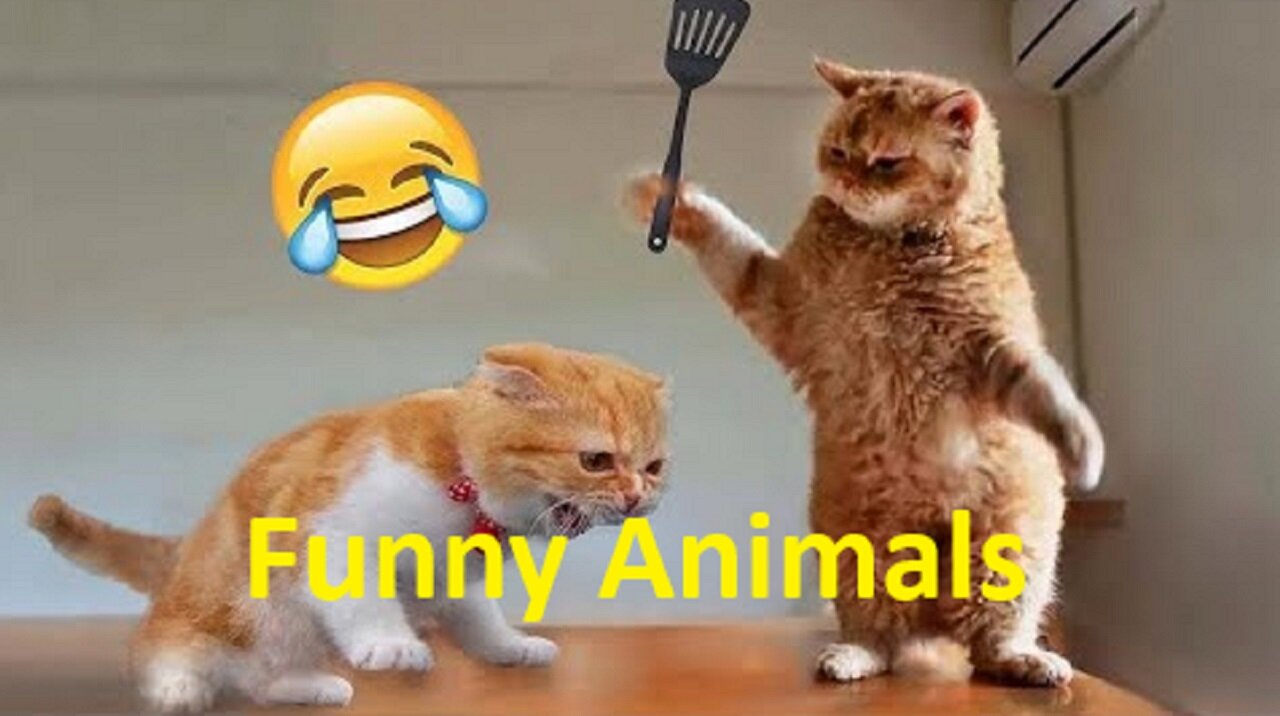 Funny Animal Videos 2023 π - Funniest Cats And Dogs Video πΊπ