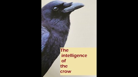 The intelligence of the crow 4