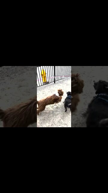 TYShorts Charlie JMM v3