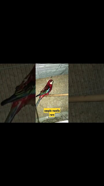 couple rozella rare