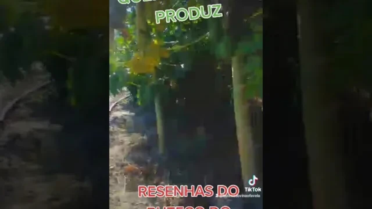 PLANTAÇÃO DE MILHO