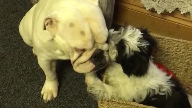 Deaf Bulldog gets pampered by Shih Tzu puppy