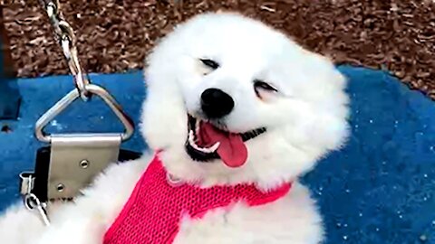 BEST DOGS OF 2021 SO FAR | Funny Pet Videos