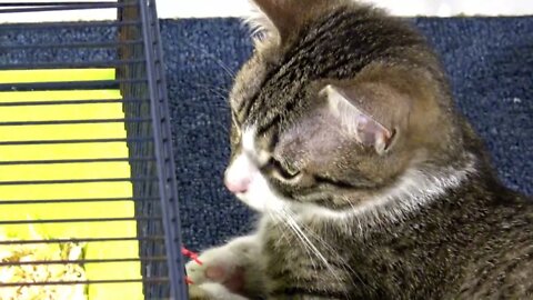 Kitten Guards the Hamsters