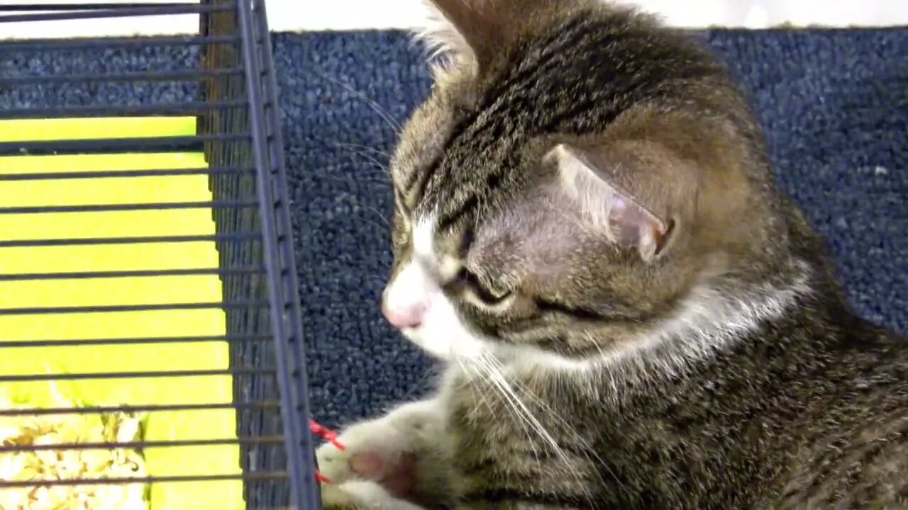 Kitten Guards the Hamsters