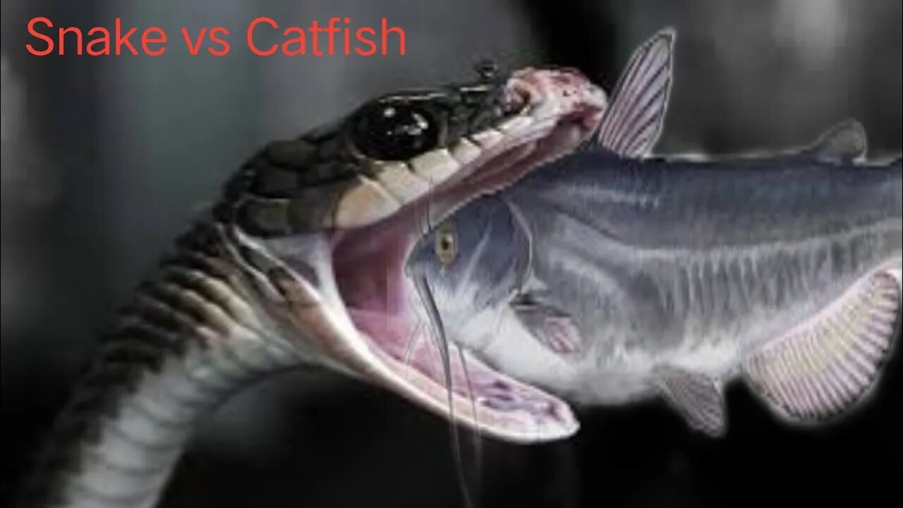 Real video Snake vs catfish fight