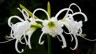 Spider Lily proves to be cure for cancer