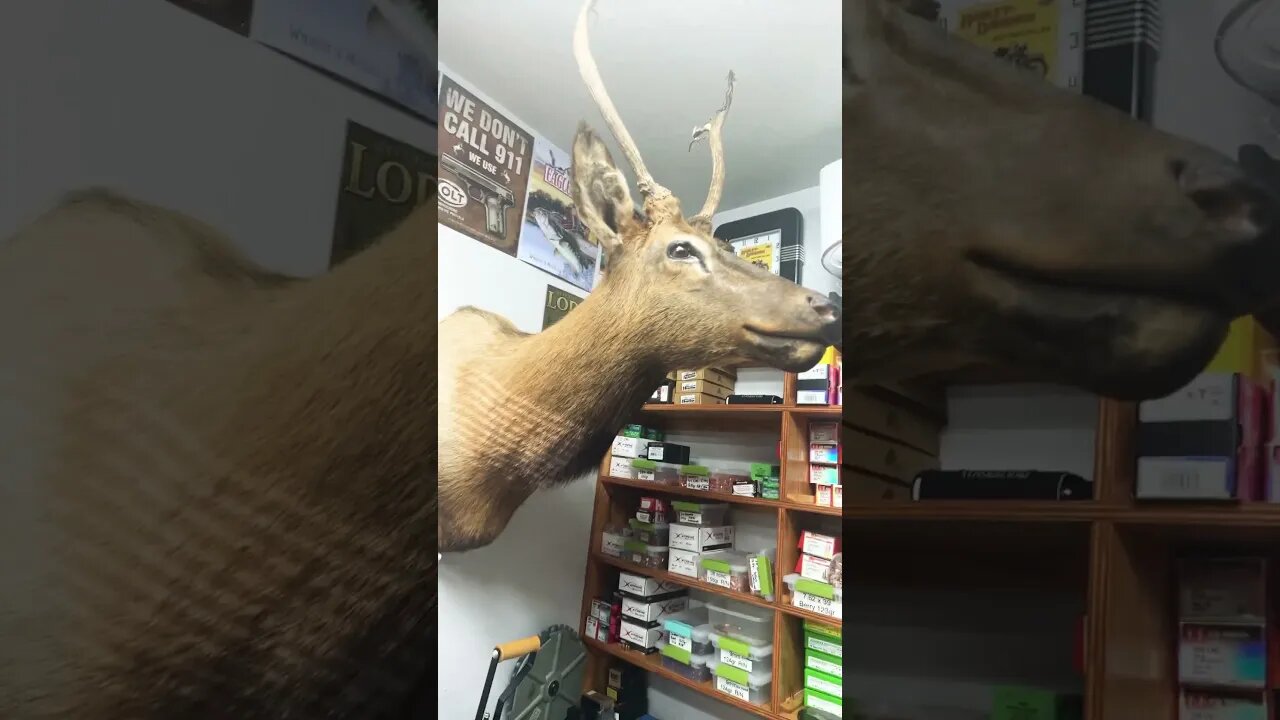 Finally got my first ever elk back from the Taxidermist and got it mounted in my loading room ￼