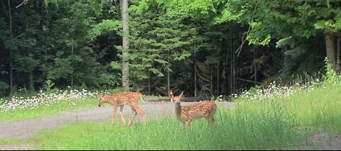 First sight of twins