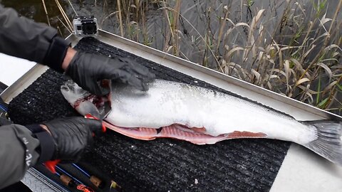 "How-To" | Easiest Way To Fillet A Salmon or Steelhead Effectively.