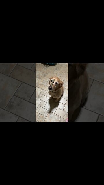 I joke that she’s not real smart… But I might be wrong #Shorts #Pets #PetTraining￼￼