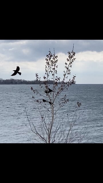 5 birds in a tree and then.......