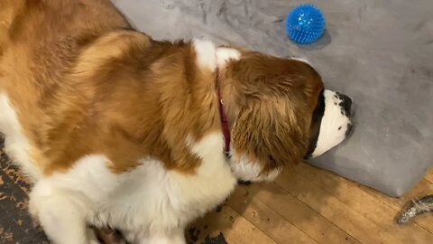 Snoring dog. St. Bernard so tired after a long day