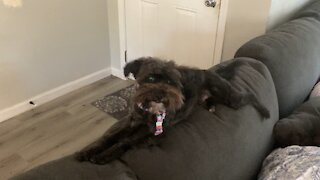 Leo splootin