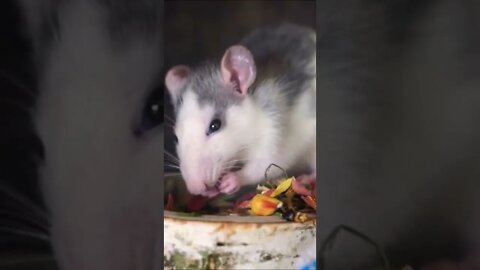 Cute Little Pet Rat Eating Video #Shorts