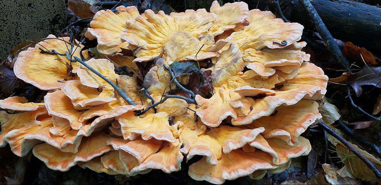 Foraging chicken of the woods เก็บเห็ดเนื้อไก่