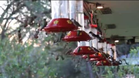 Flock of hummingbirds eats before migrating