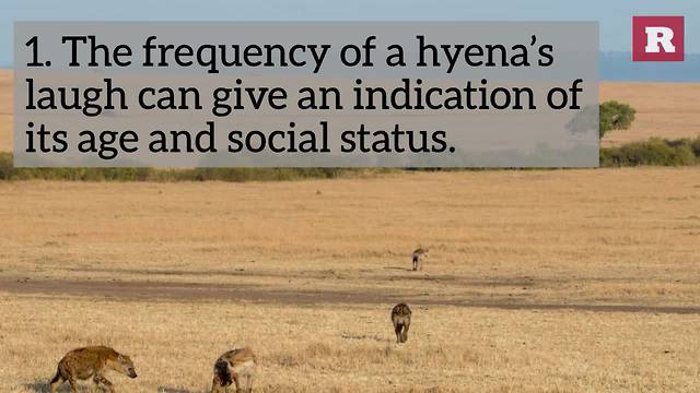 5 Facts About Hyenas | Rare Animals