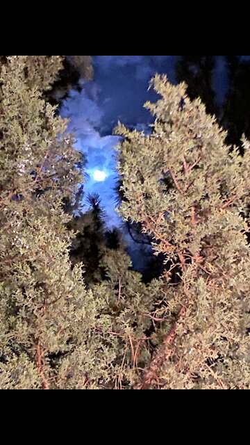 Happy New Years Hippy Style