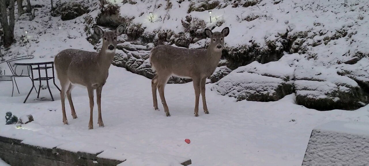 Female Deer with 6 month old Fawn