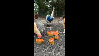 Peacock, Chickens, and Turkeys Eating Papaya