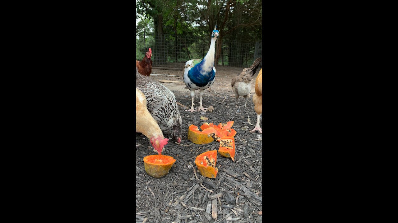 Peacock, Chickens, and Turkeys Eating Papaya