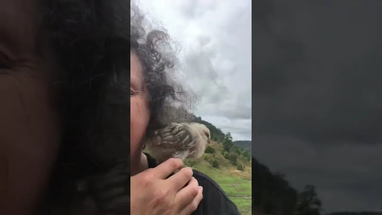 Baby chick perches on owner's shoulder