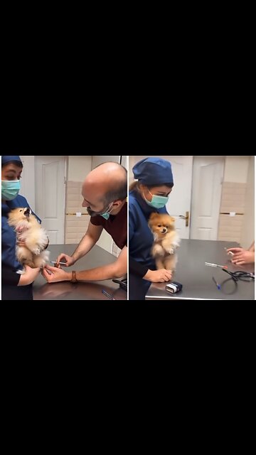 Dramatic cat adorable reaction on injection