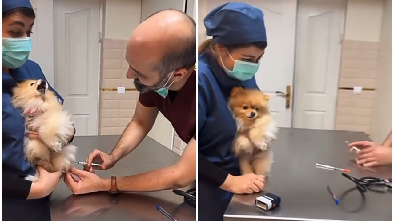 Dramatic cat adorable reaction on injection