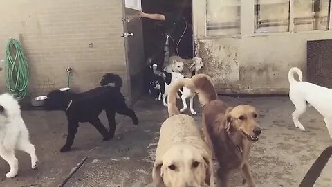 The Life of B - Demons Unleashed in Slow-Mo [#instagram #theBACarchive]