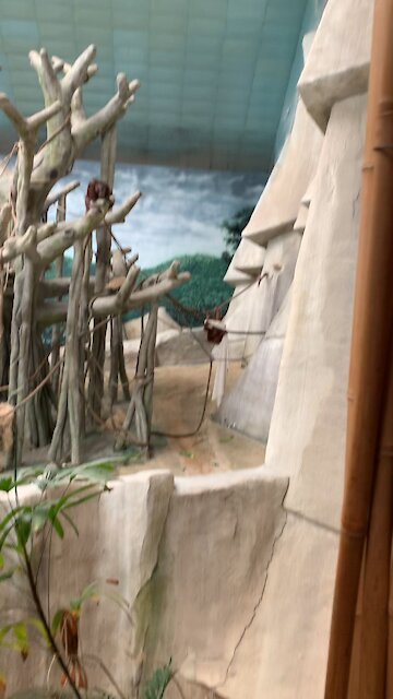 Orangutan finds random blanket