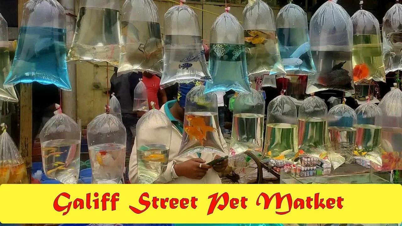 Galiff Street Pet Market The Heaven For All Pet Lovers | Galiff Street Pet Market | @BikisAviary