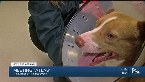 UPDATE: Atlas Recovering from Abuse, Soon to be Adopted