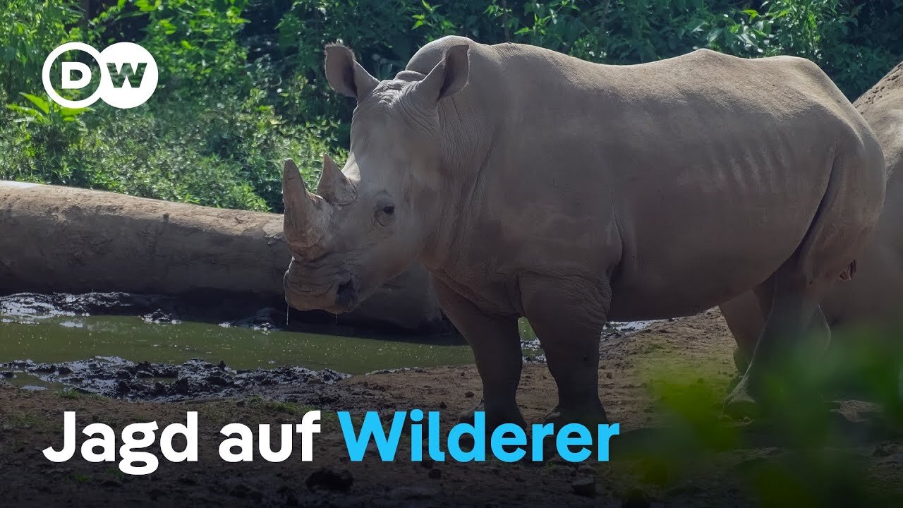 Indonesien jagt brutale Nashorn-Mörder | DW Nachrichten | NACH24 ✅