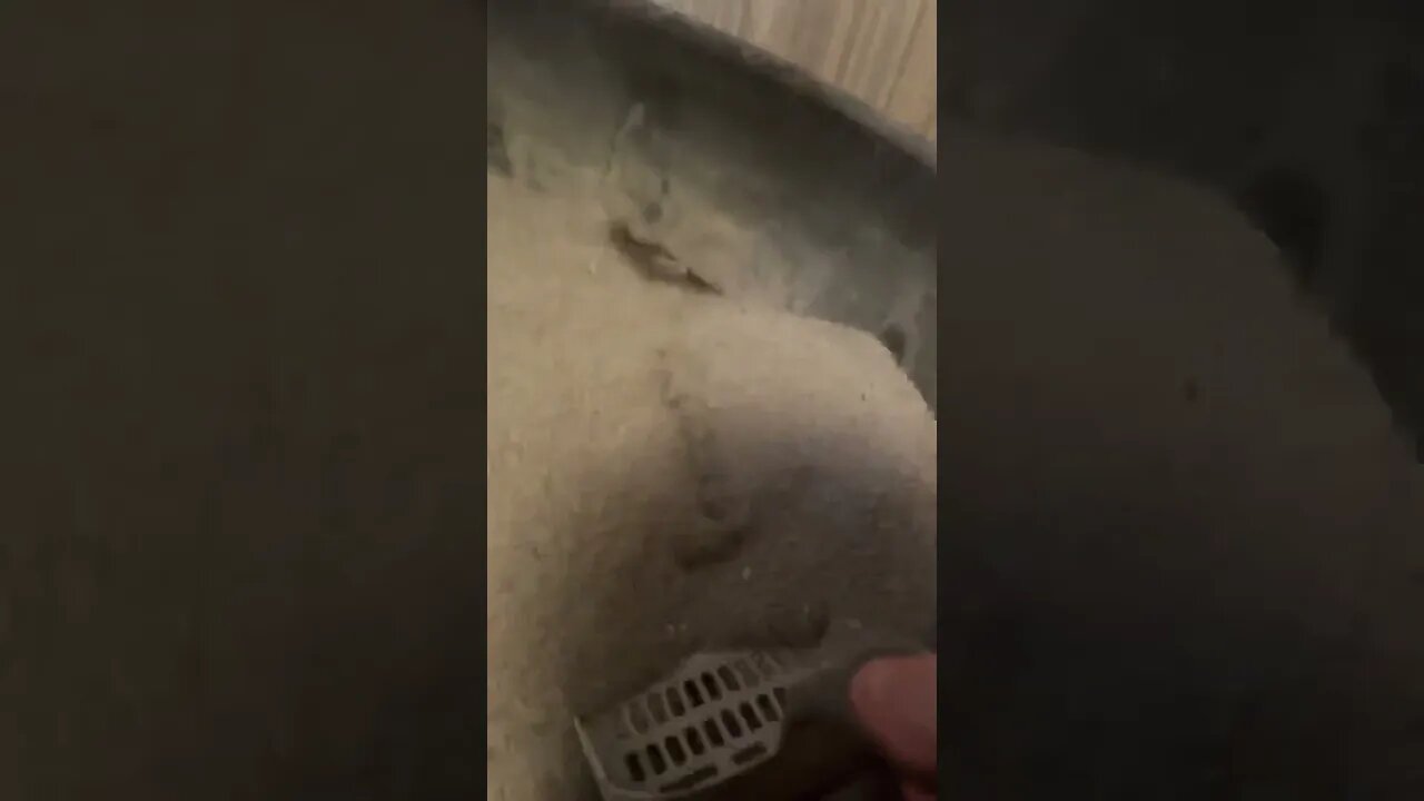 Scoop the poop