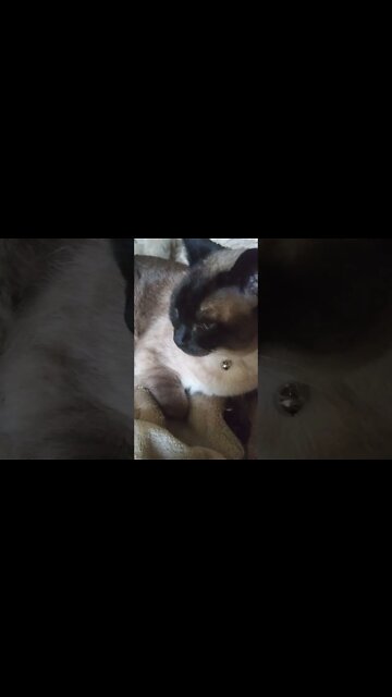 MY CAT IS A TREASURE HUNTER #OAKISLAND #catsofyoutube